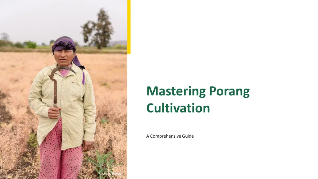 mastering porang cultivation