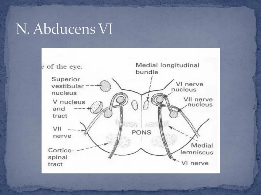 n abducensvi