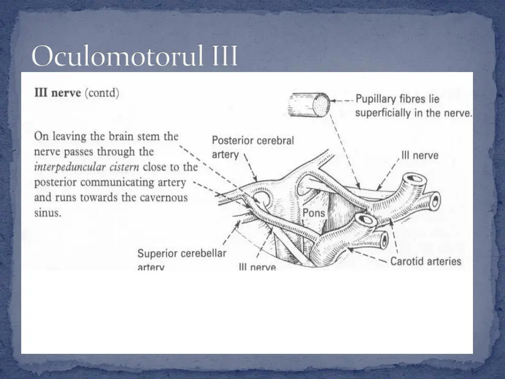oculomotoruliii