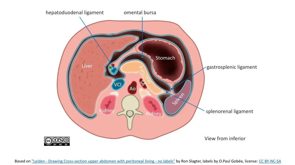 hepatoduodenal ligament