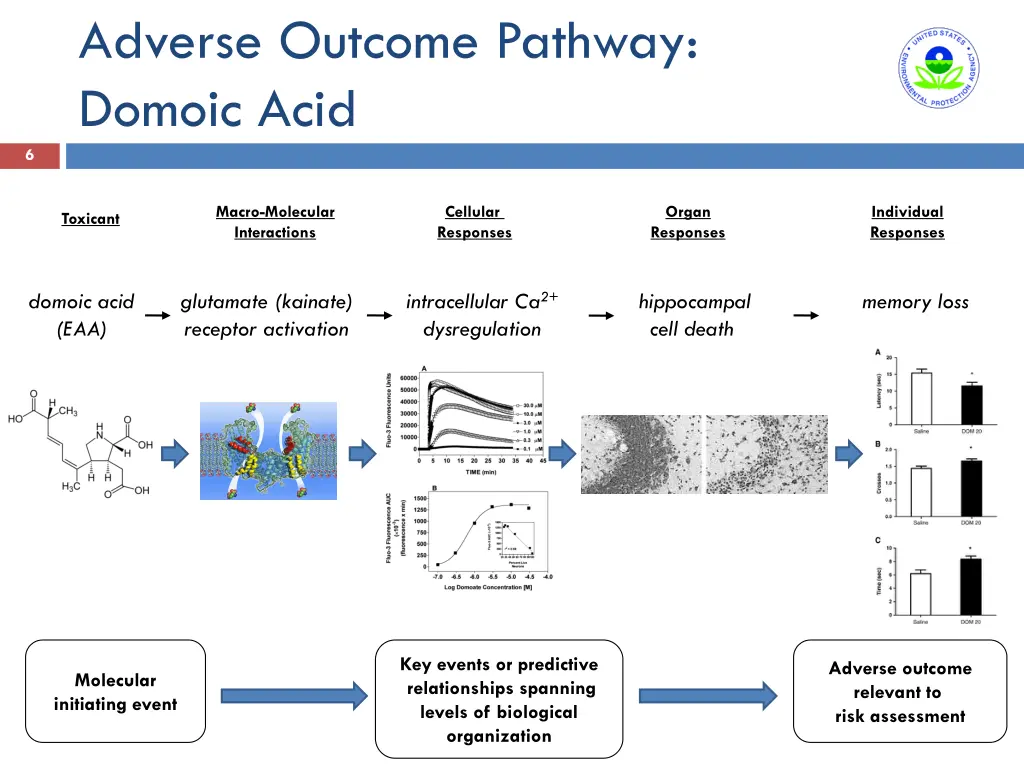 adverse outcome pathway domoic acid