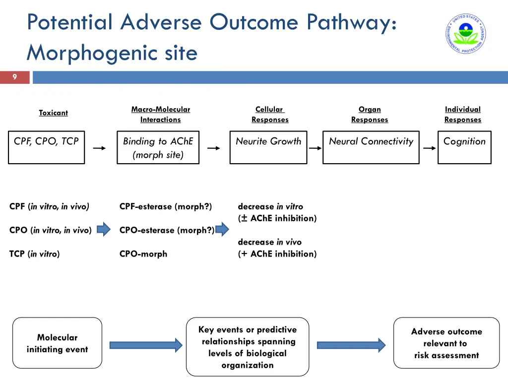 potential adverse outcome pathway morphogenic site