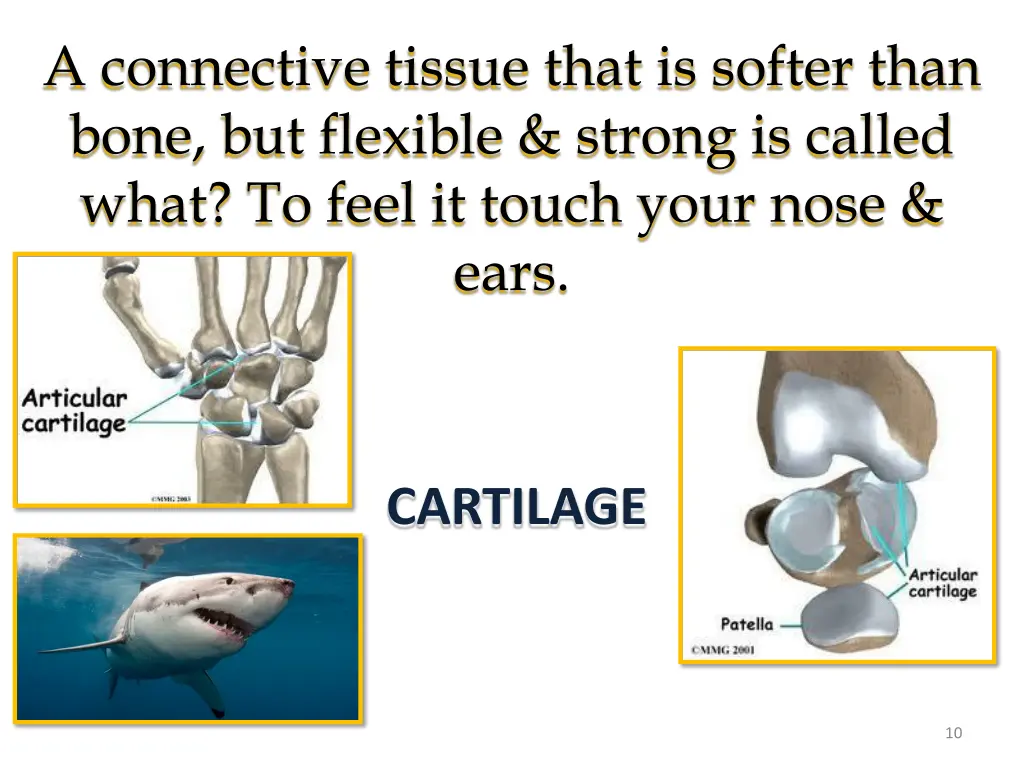 a connective tissue that is softer than bone