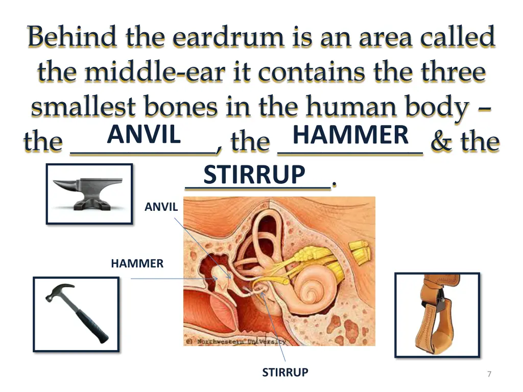 behind the eardrum is an area called the middle