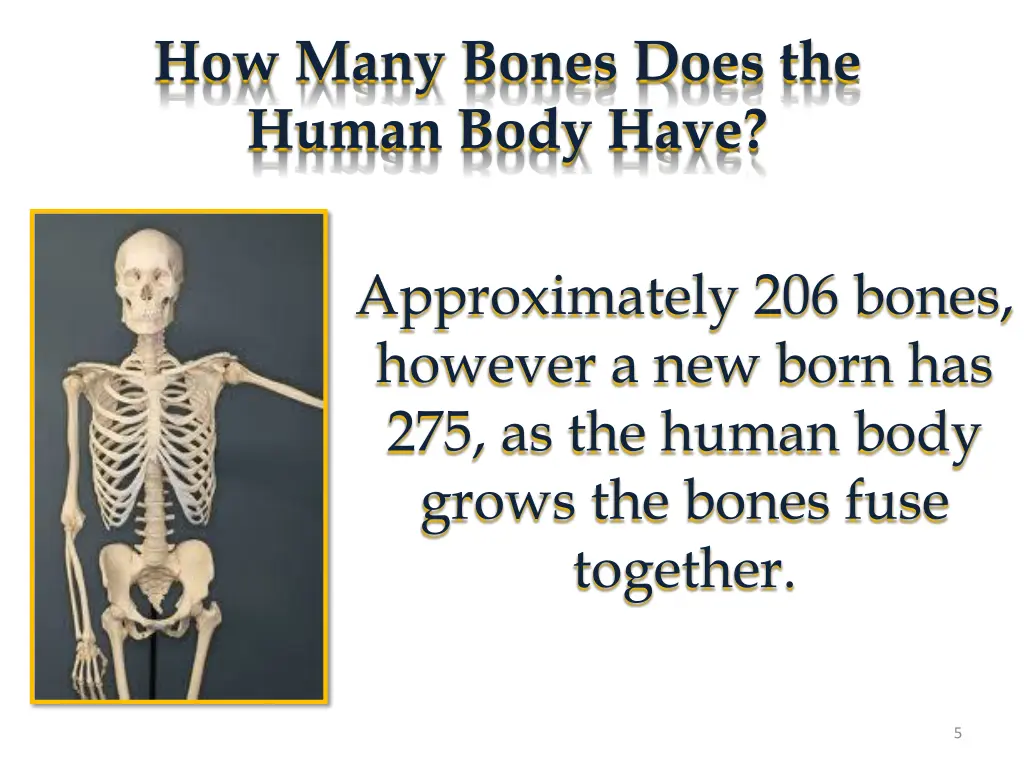 how many bones does the human body have
