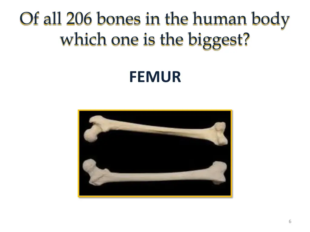 of all 206 bones in the human body which