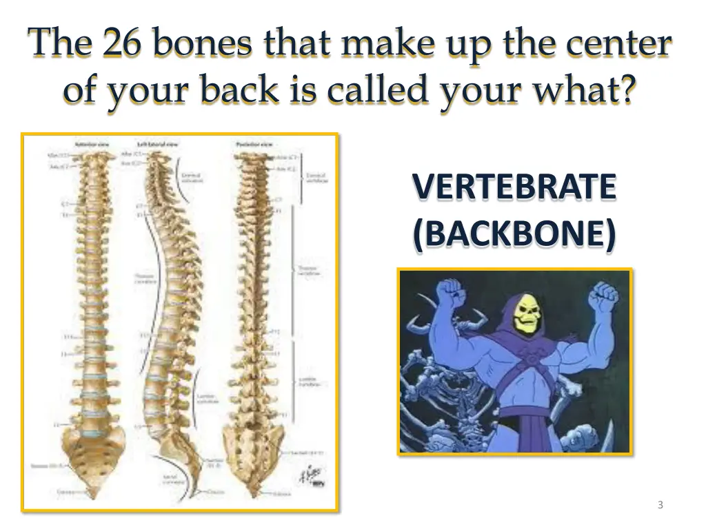 the 26 bones that make up the center of your back