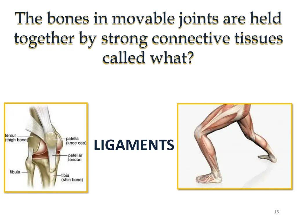 the bones in movable joints are held together