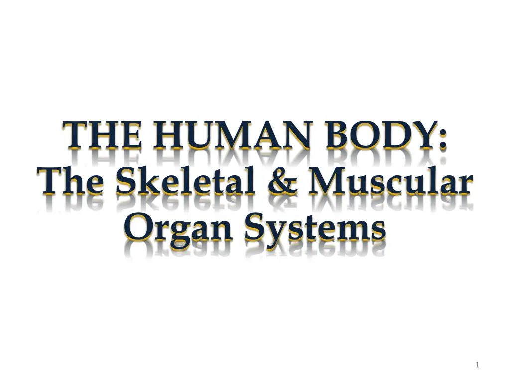 the human body the skeletal muscular organ systems
