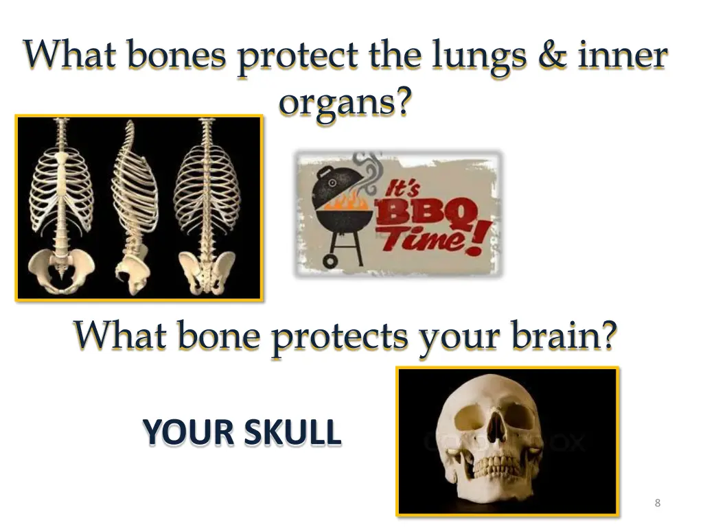 what bones protect the lungs inner organs