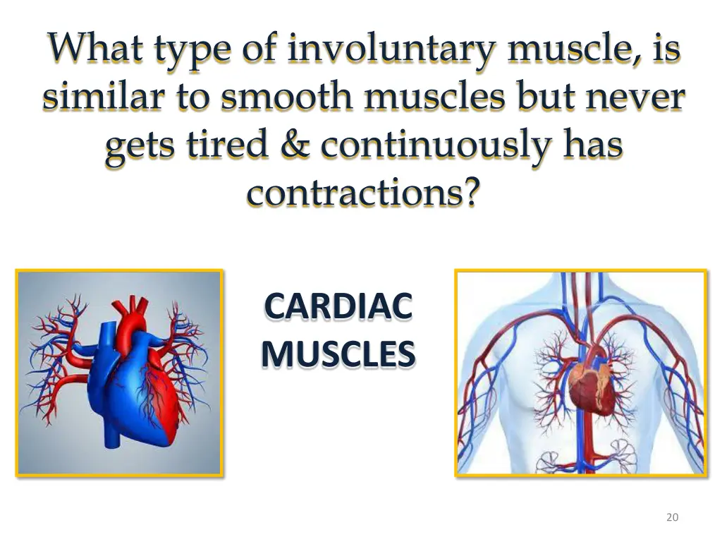 what type of involuntary muscle is similar