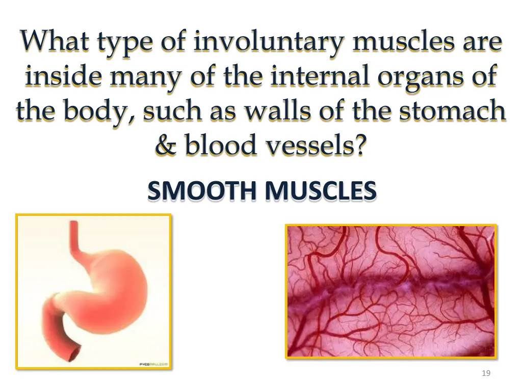 what type of involuntary muscles are inside many