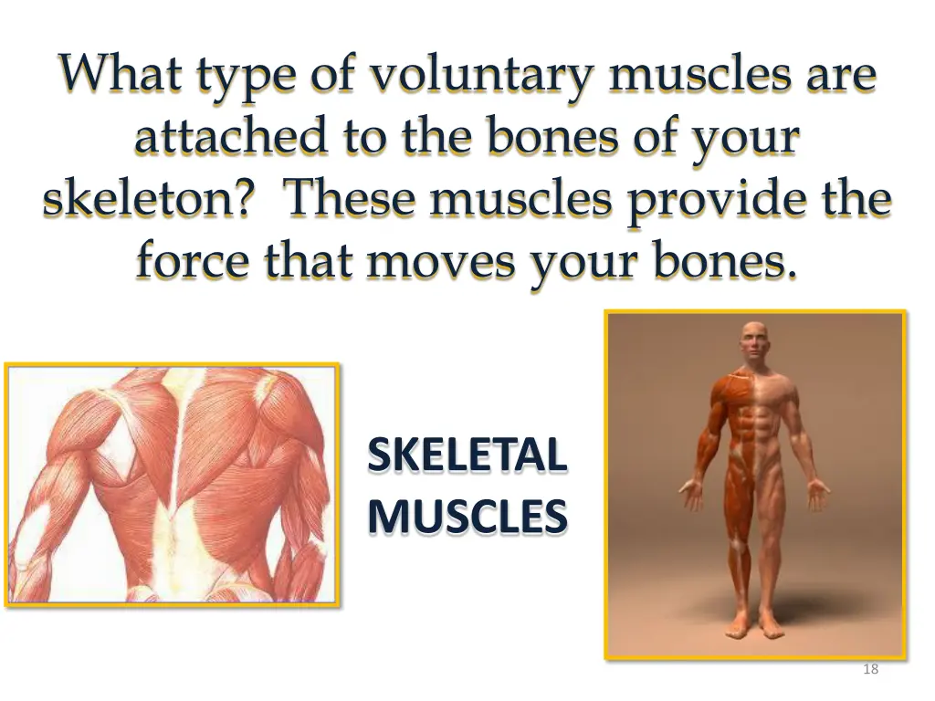 what type of voluntary muscles are attached