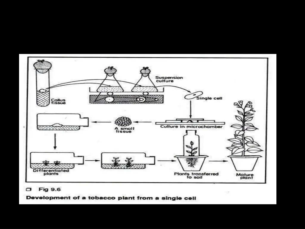 slide17