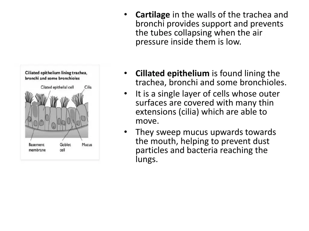 cartilage in the walls of the trachea and bronchi