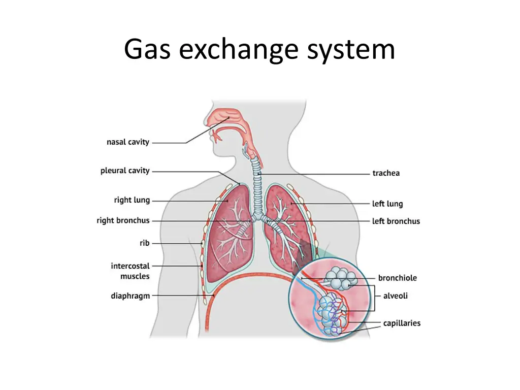 gas exchange system 2