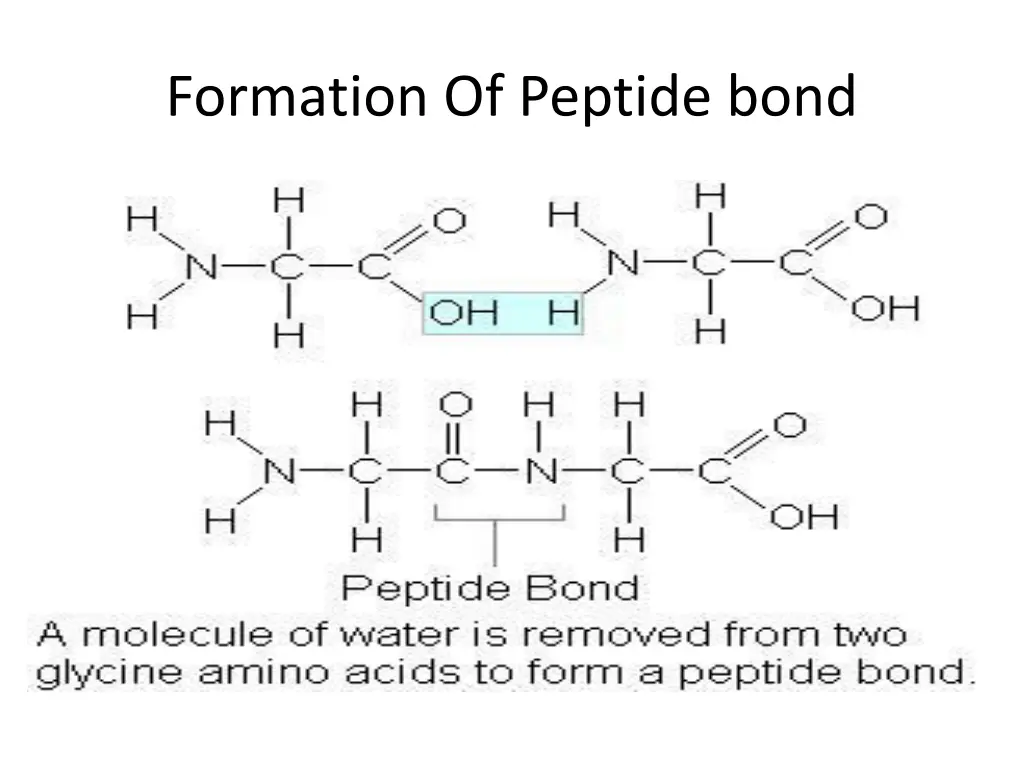 formation of peptide bond
