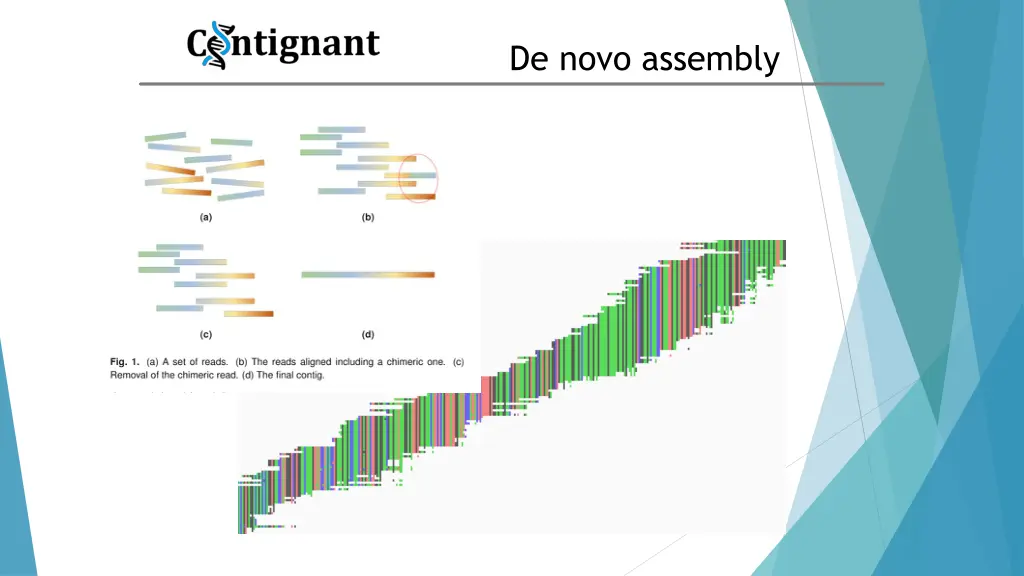 de novo assembly