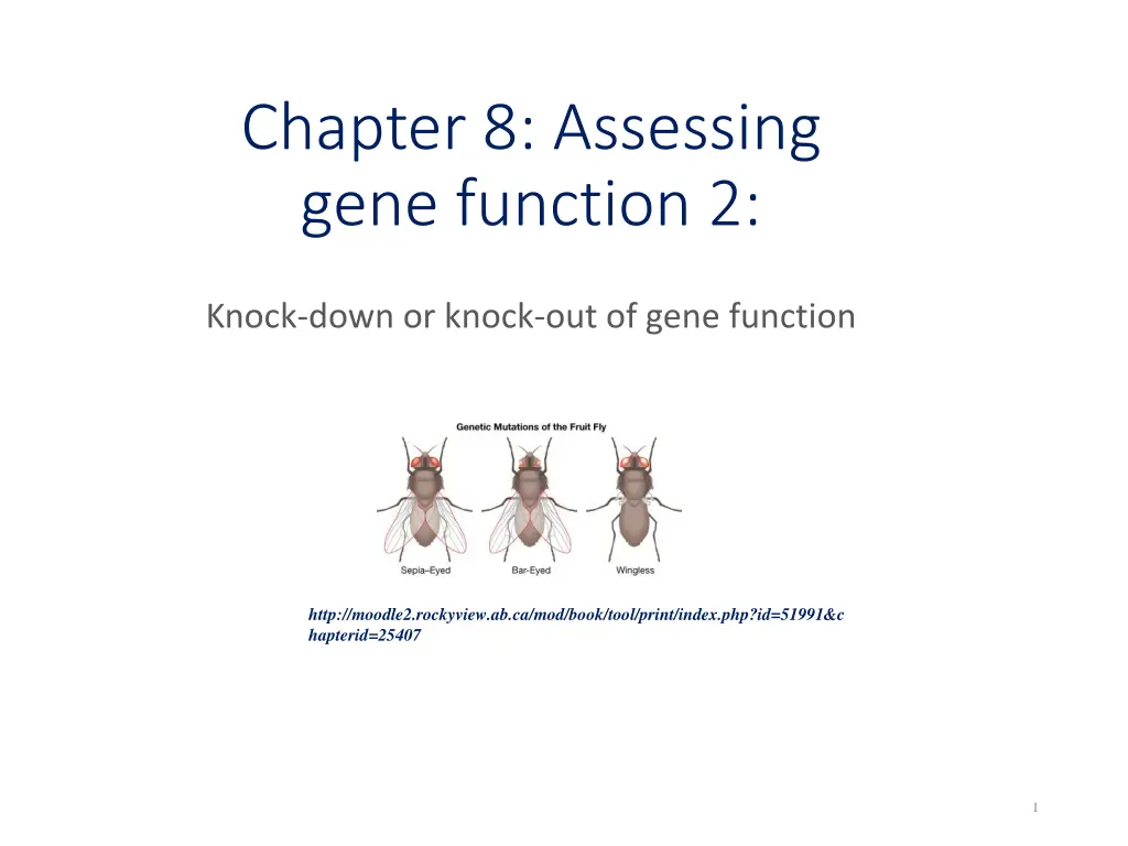 chapter 8 assessing gene function 2