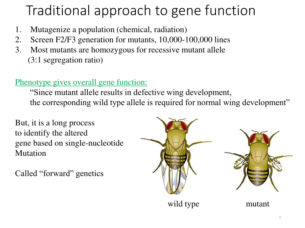 traditional approach to gene function