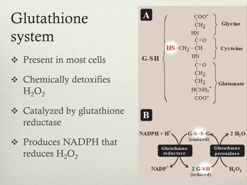 glutathione system
