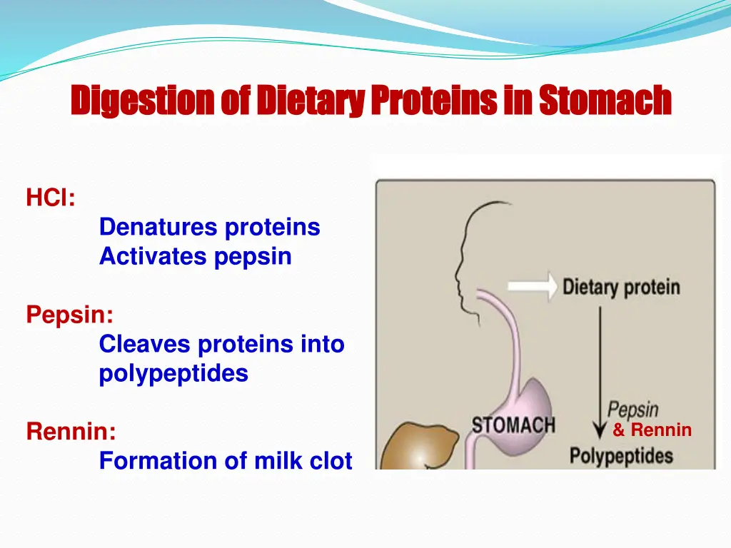 digestion of dietary proteins in stomach