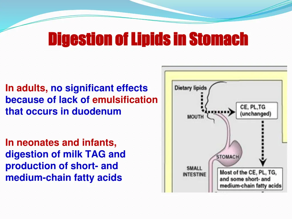 digestion of lipids in stomach digestion