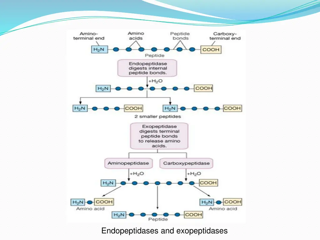 endopeptidases and exopeptidases