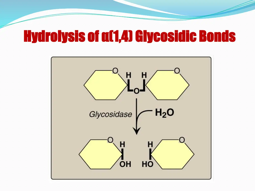 hydrolysis of 1 4 glycosidic bonds hydrolysis