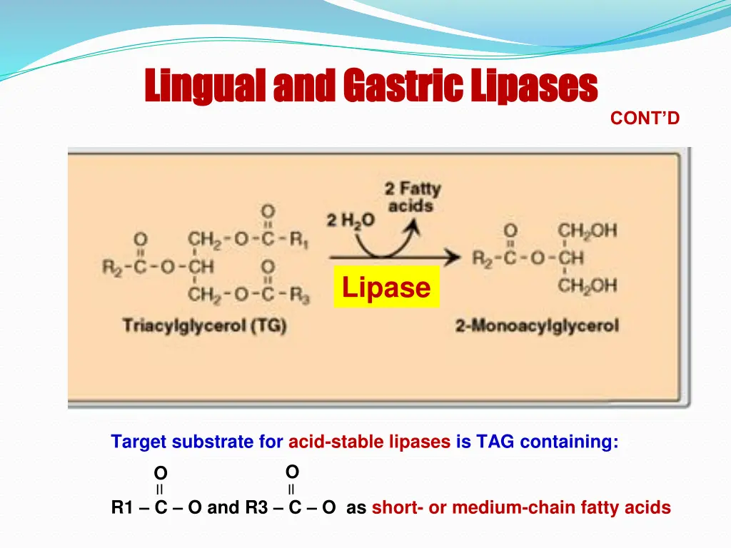 lingual and gastric lipases lingual and gastric 1