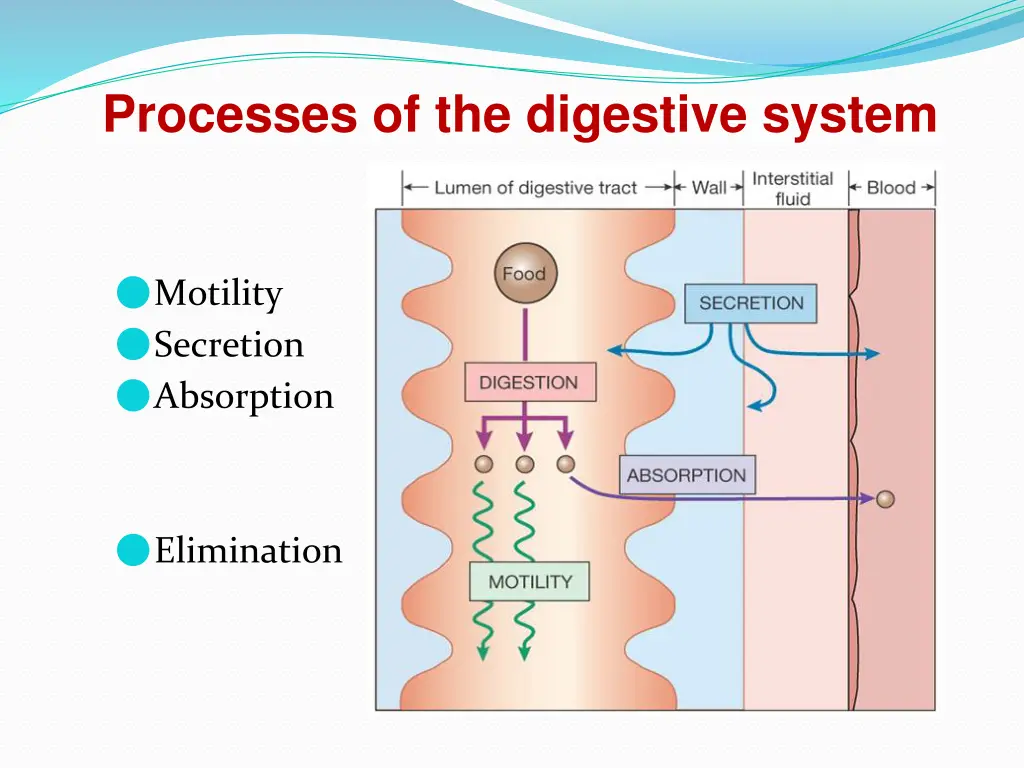 processes of the digestive system