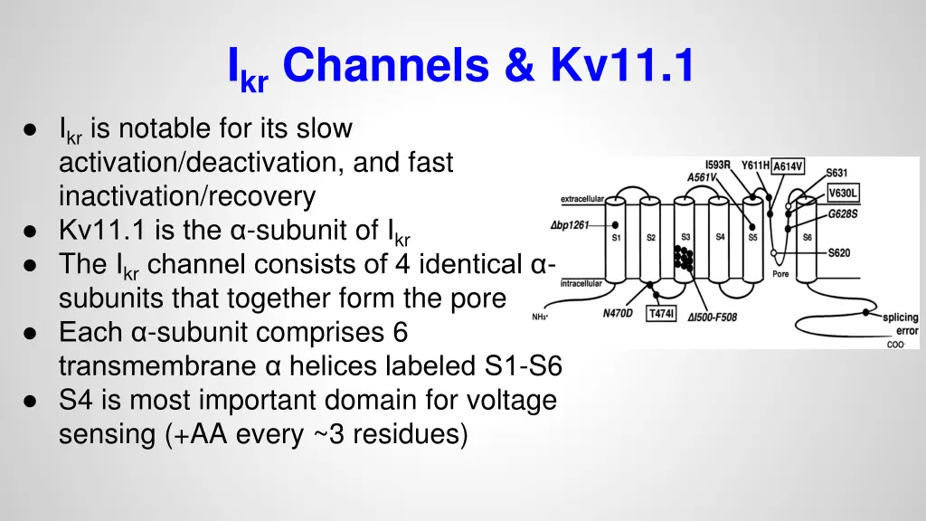 i kr channels kv11 1 i kr is notable for its slow