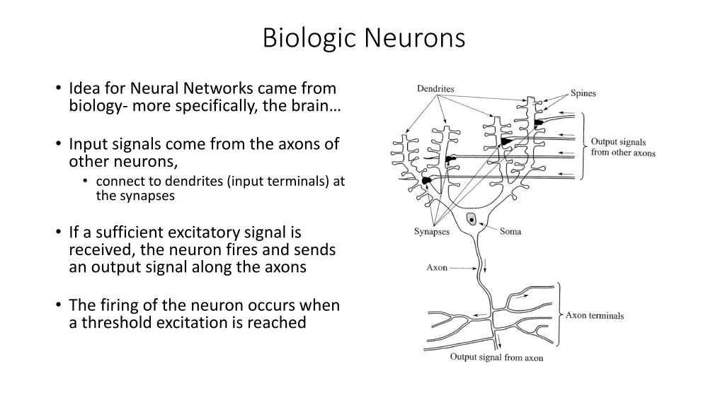 biologic neurons