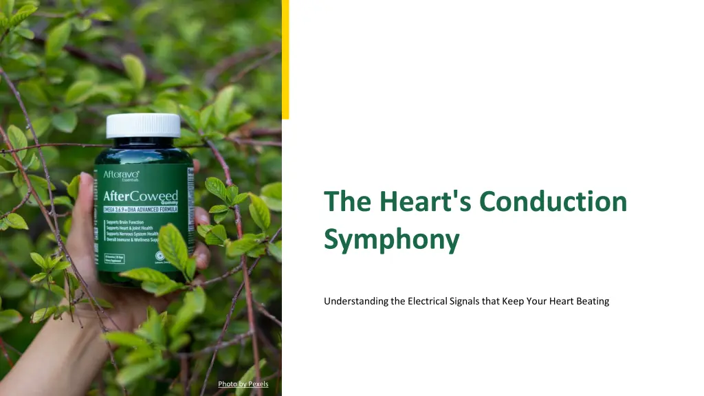 the heart s conduction symphony