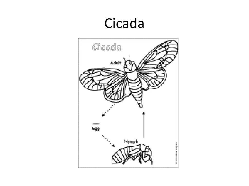 cicada