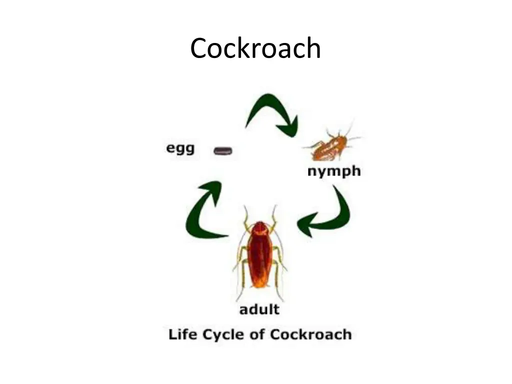 cockroach