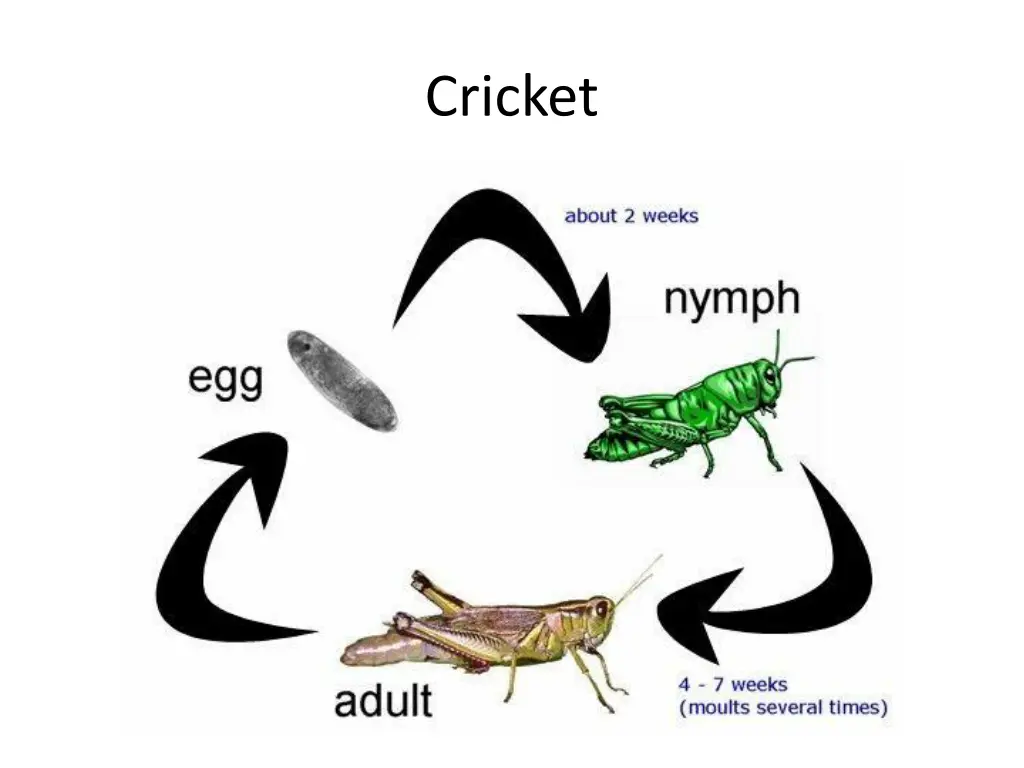 cricket