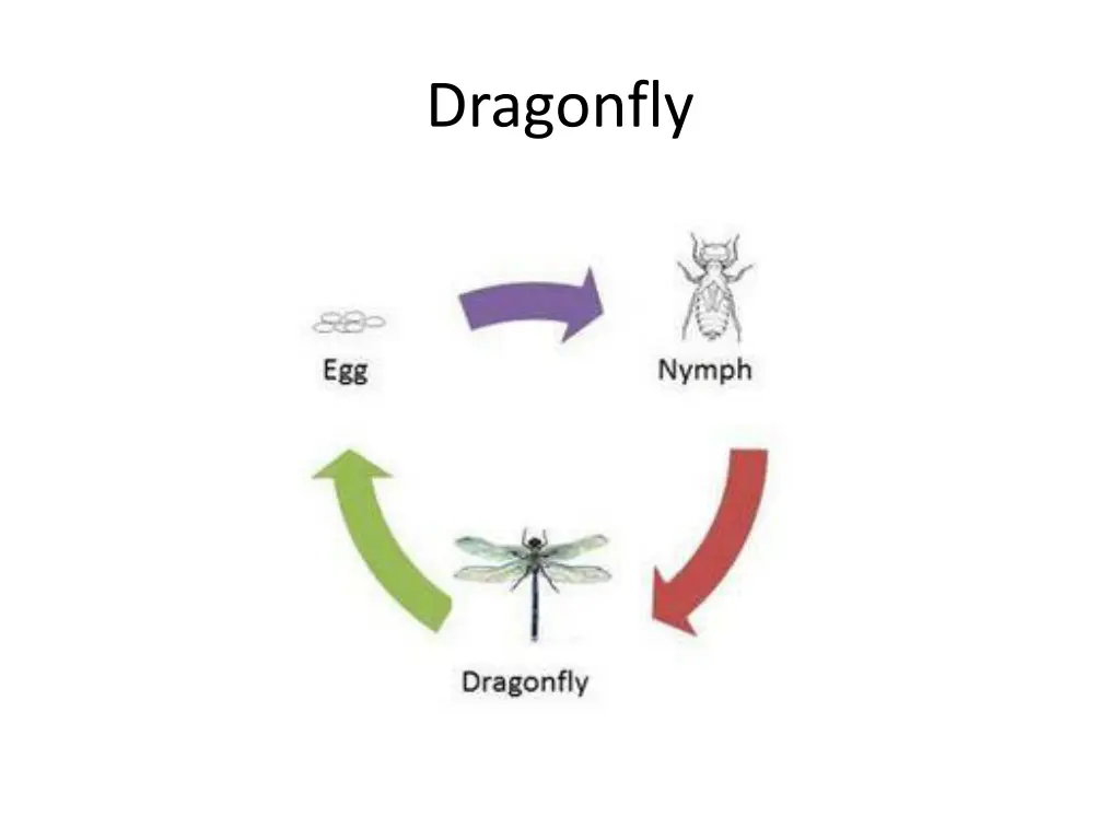 dragonfly