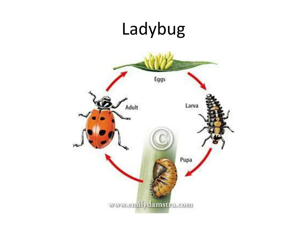 ladybug