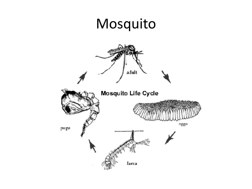 mosquito