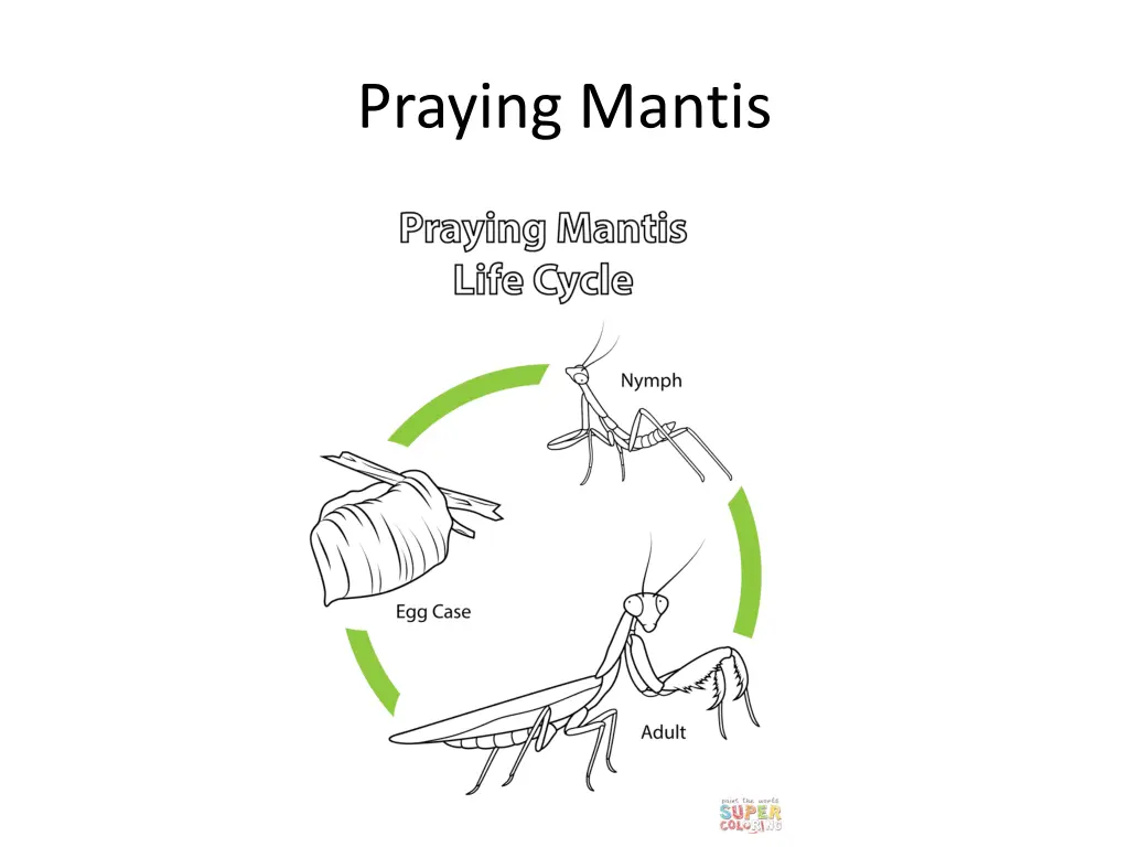 praying mantis