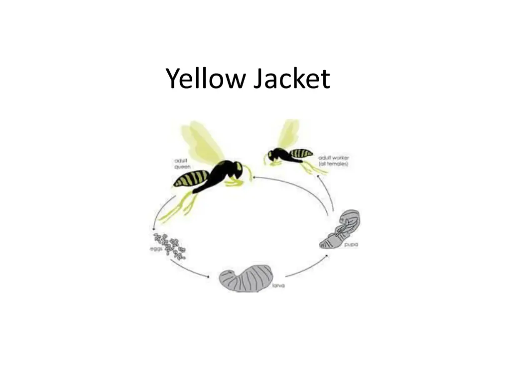 yellow jacket