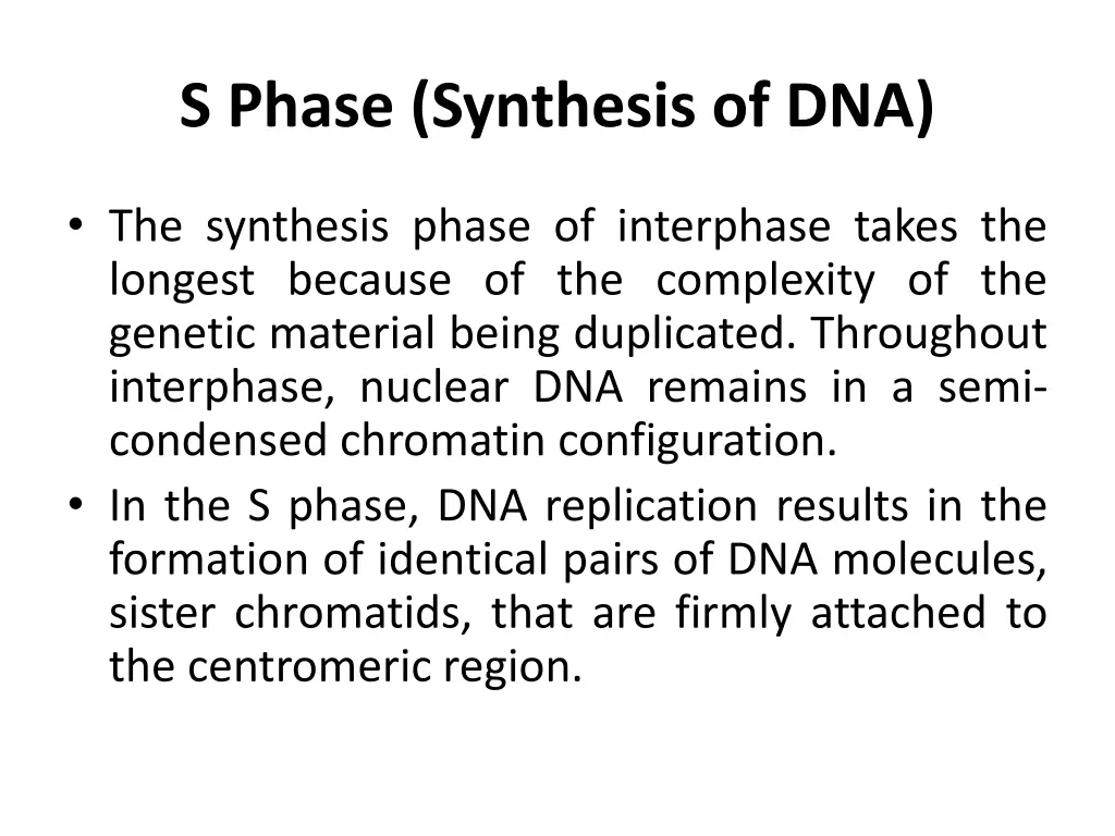 s phase synthesis of dna