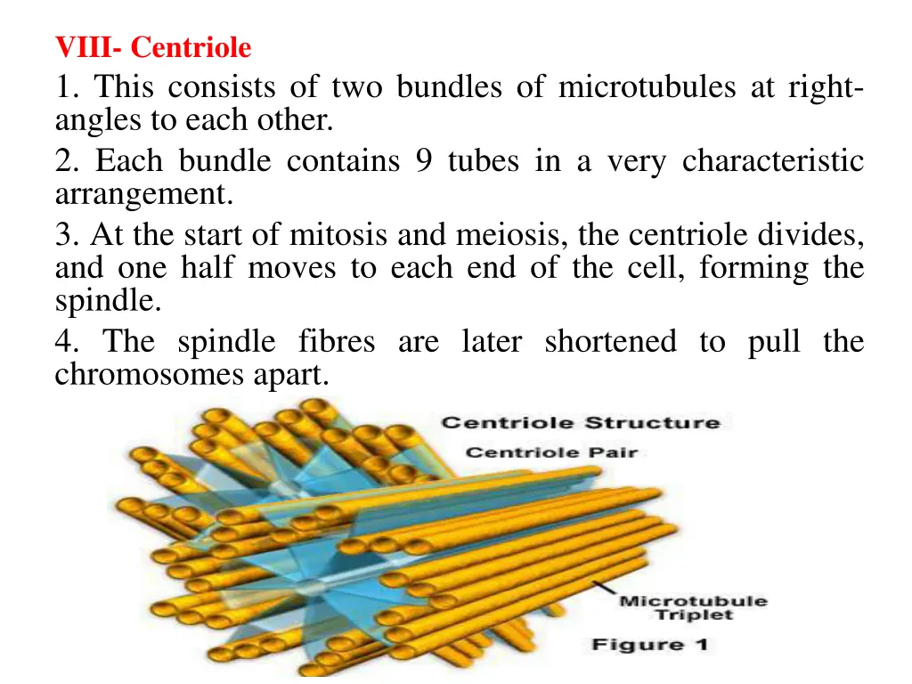 viii centriole 1 this consists of two bundles