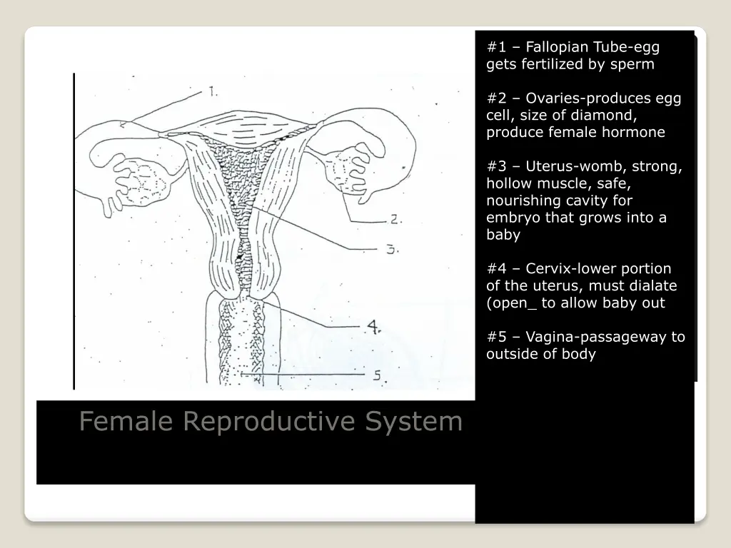 1 fallopian tube egg gets fertilized by sperm 1