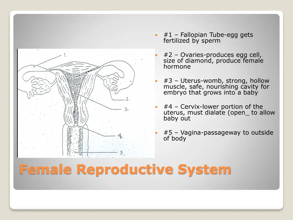 1 fallopian tube egg gets fertilized by sperm