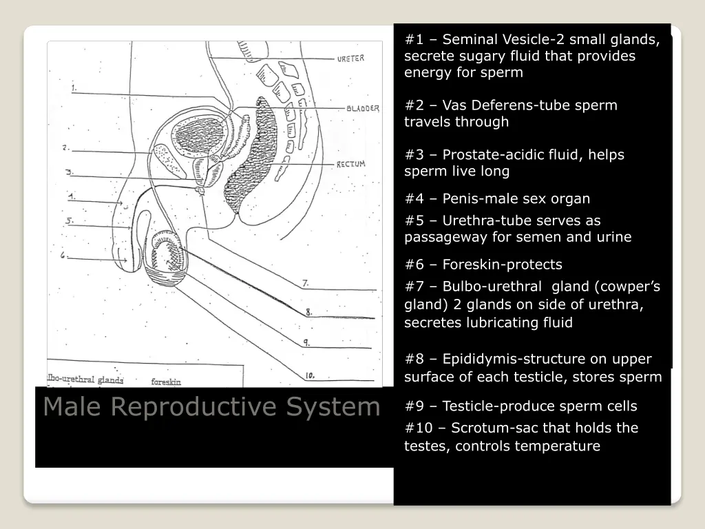 1 seminal vesicle 2 small glands secrete sugary 1