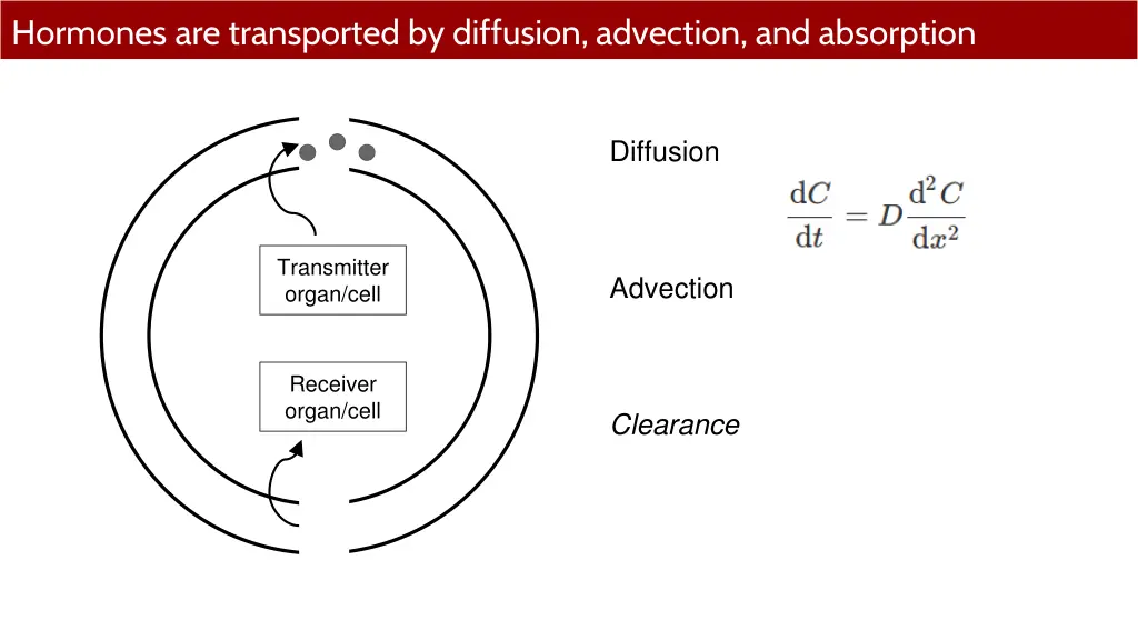 hormones are transported by diffusion advection 1