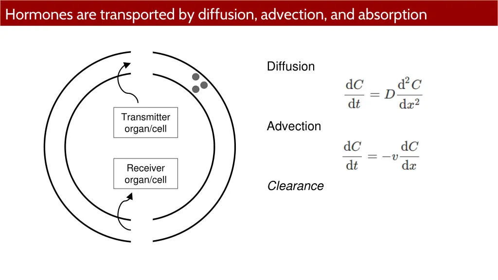 hormones are transported by diffusion advection 2