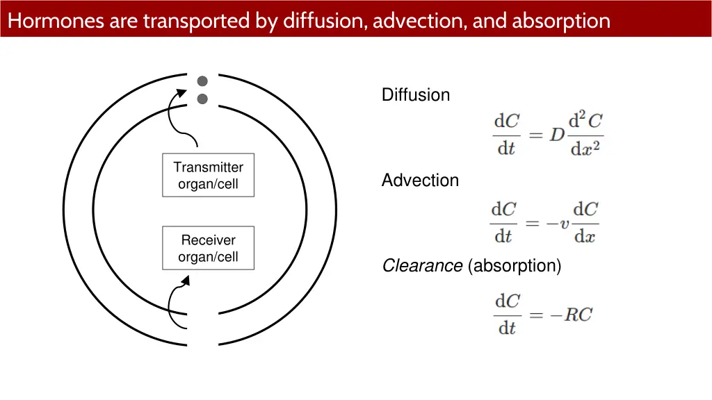 hormones are transported by diffusion advection 3